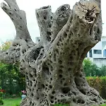 Garden Palace غوليم